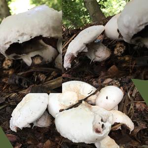 Yellow-foot Agaric