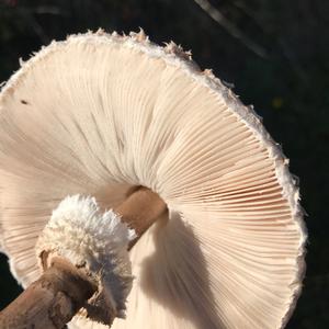 Parasol Mushroom