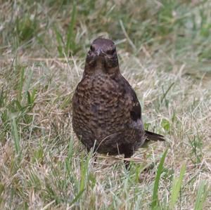 Eurasian Blackbird