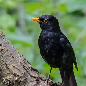 Eurasian Blackbird