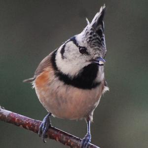 Crested Tit