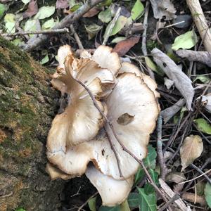 Oyster Mushroom