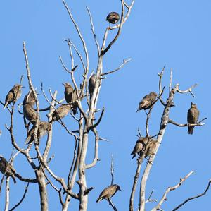 Common Starling