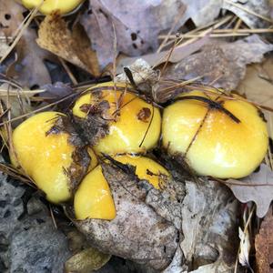 Late Fall Waxy Cap