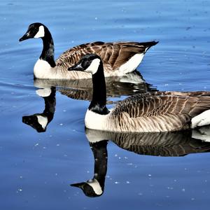 Canada Goose