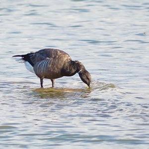 Brent Goose