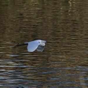 Little Egret