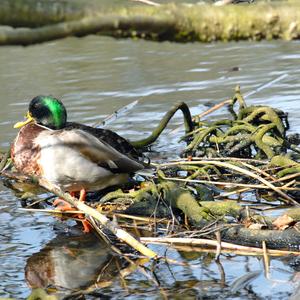 Mallard