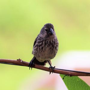 Woodpecker Finch