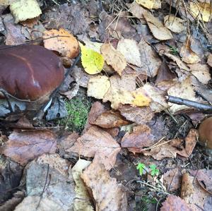 King Bolete