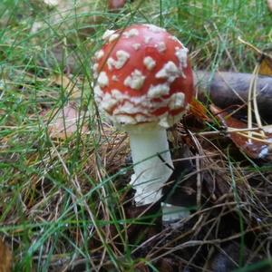 Fly Agaric