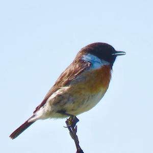 European stonechat