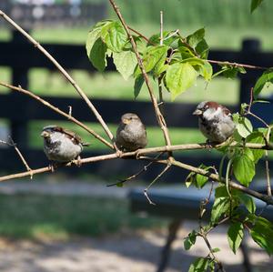 House Sparrow