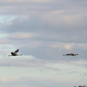 Common Crane