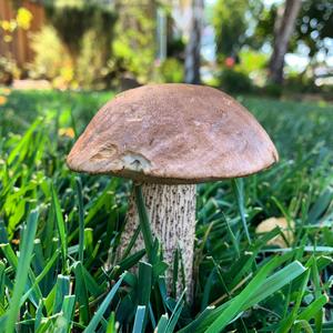 King Bolete