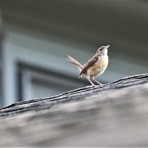 Carolina Wren