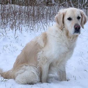 Retriever (Golden)