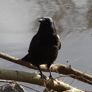 Common Raven