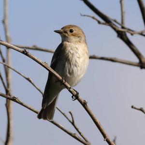 Spotted Flycatcher