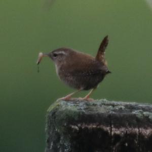 Winter Wren