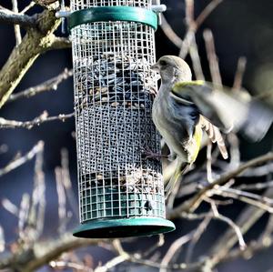 European Greenfinch