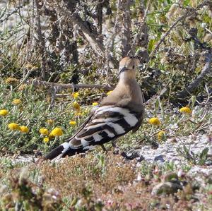 Eurasian Hoopoe