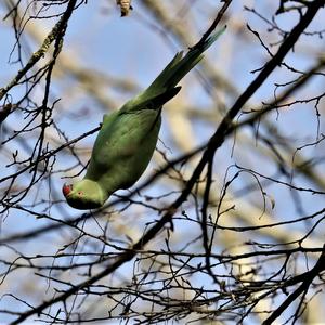 Rose-ringed Parakeet