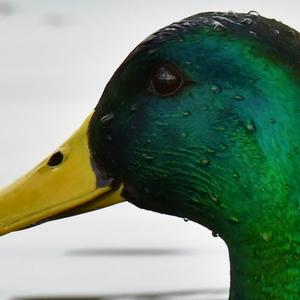 Mallard