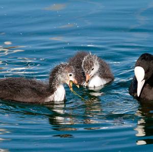 Common Coot