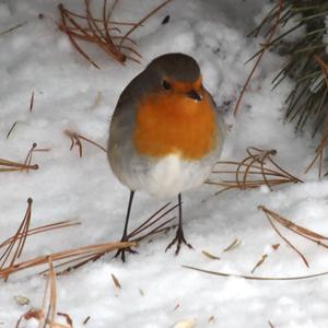 European Robin