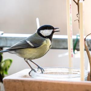 Great Tit