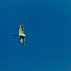 Great Egret