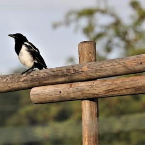 Black-billed Magpie