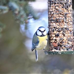 Blue Tit