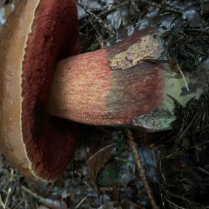 Dotted-stem Bolete