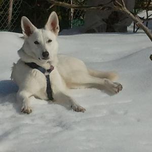 Berger Blanc Suisse