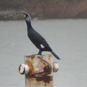 Kormoran