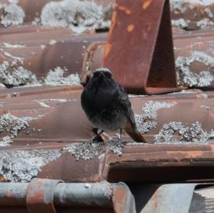 Black Redstart