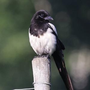 Black-billed Magpie