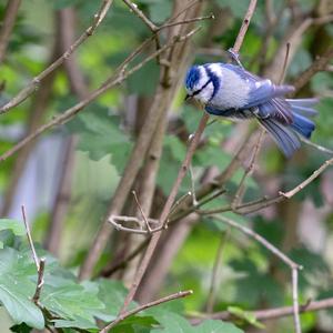 Blue Tit