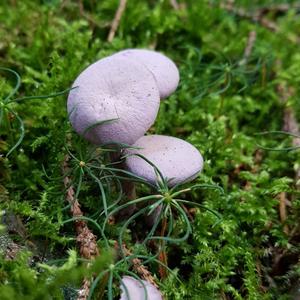 Amethyst Deceiver