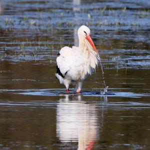 White Stork