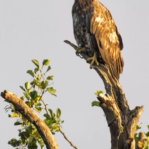 White-tailed Eagle