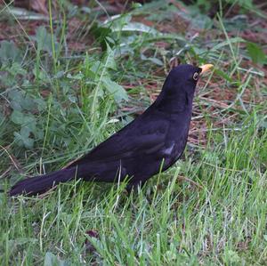 Eurasian Blackbird