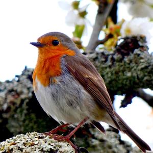 European Robin