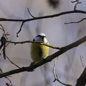 Blue Tit