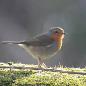 European Robin