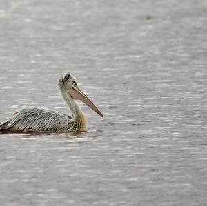 Great White Pelican