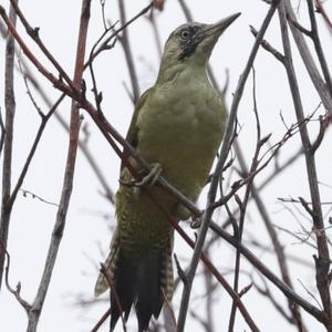 Eurasian Green Woodpecker