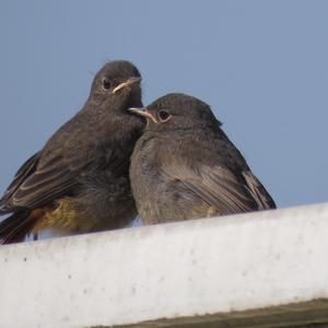 Black Redstart